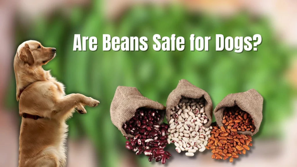 Can Dogs Eat Beans?