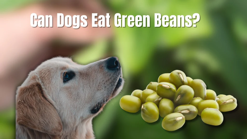 Can Dogs Eat Beans?