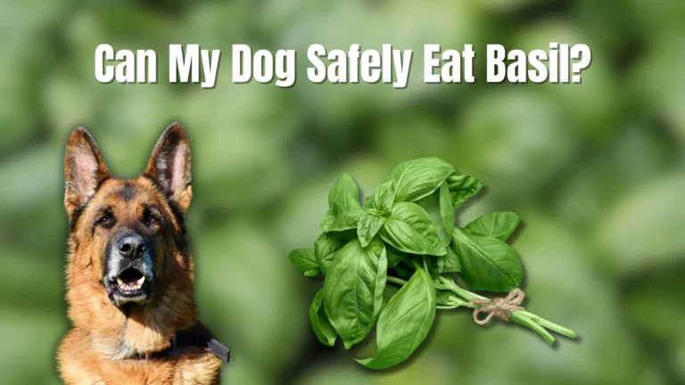 Can My Dog Safely Eat Basil? Benefits and Risks Explained