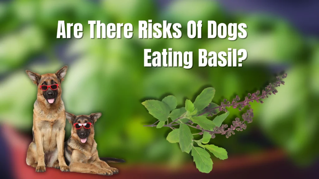 Can My Dog Safely Eat Basil?