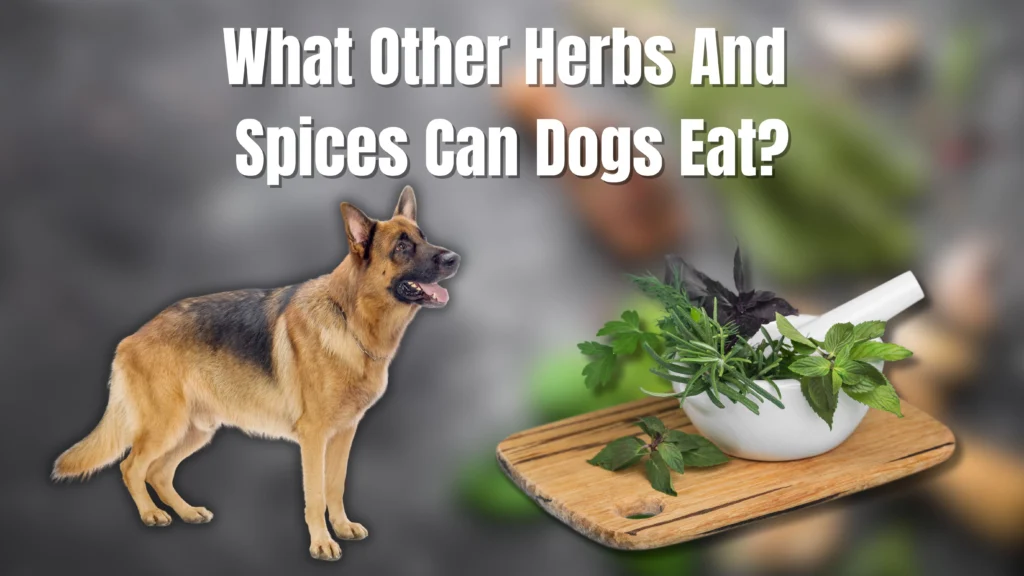 Can My Dog Safely Eat Basil?