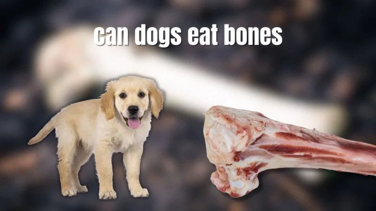 Can dogs eat bones?