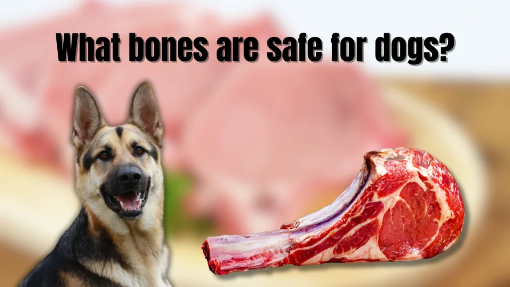 Can dogs eat bones?