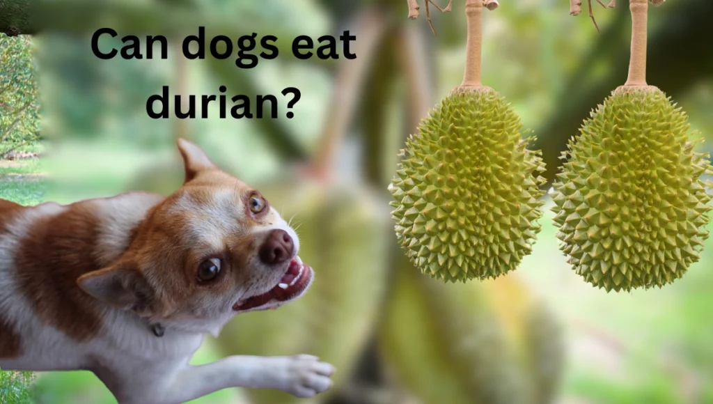 Can dogs eat durian 1