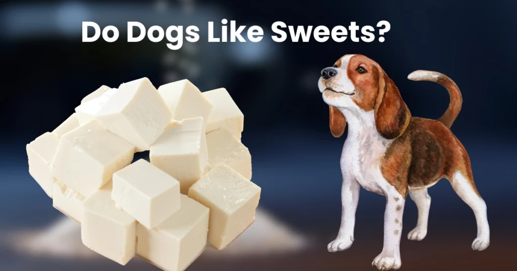 Can Dogs Eat Sugar?