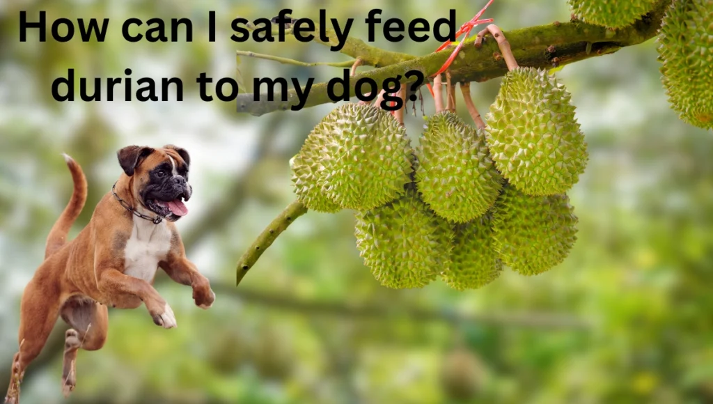 Can Dogs Eat Durian?