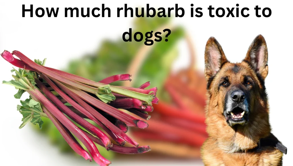 How much rhubarb is toxic to dogs