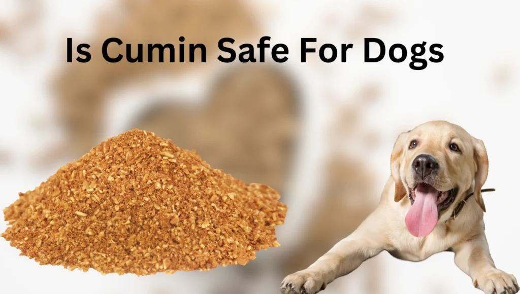 Is Cumin Safe For Dogs