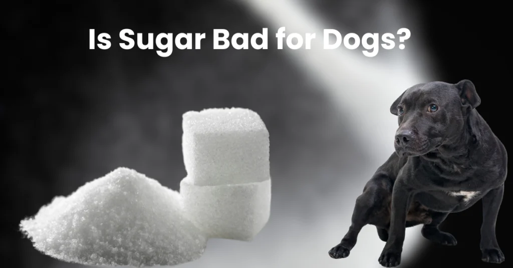 Can Dogs Eat Sugar?