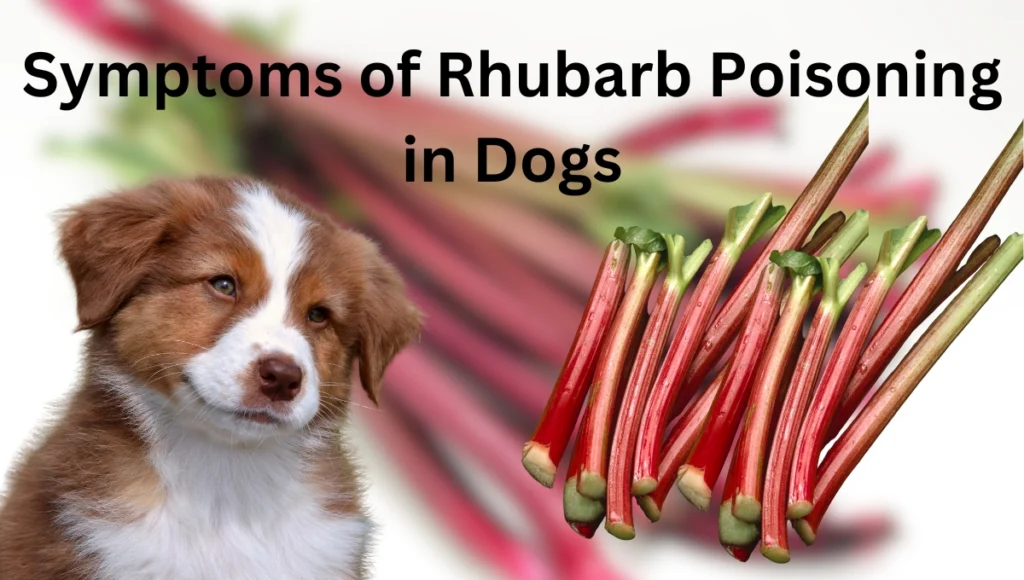 Can Dogs Eat Rhubarb?