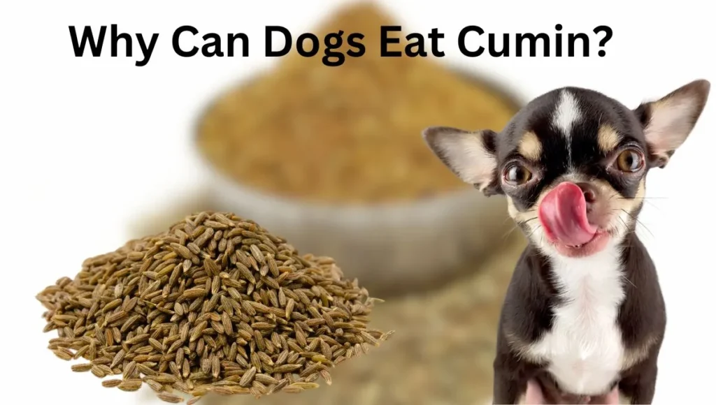 Can Dogs Eat Cumin?