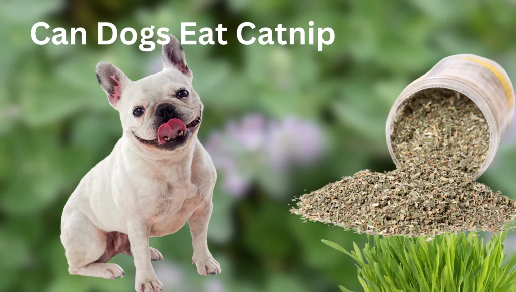 can dogs eat catnip