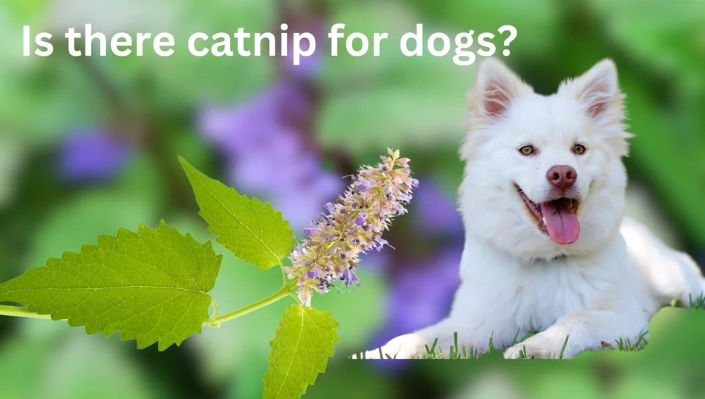 can dogs eat catnip 2