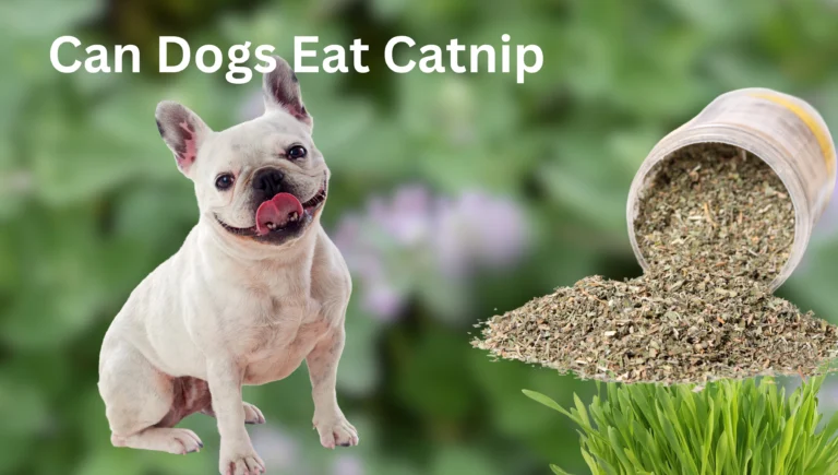 Can Dogs Eat Catnip