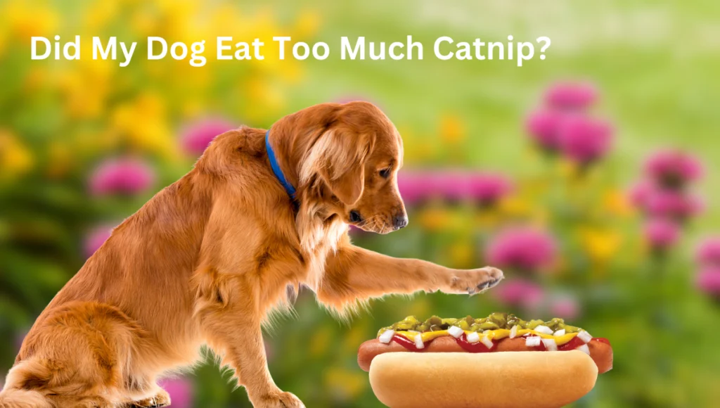 can dogs eat catnip 1 1