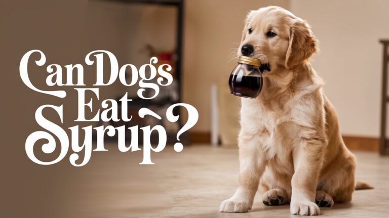 can dogs eat syrup?